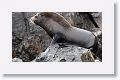 Incorrectly named Galapagos Fur Seals, they are really Sea Lions with  external ear-like pinnae flaps